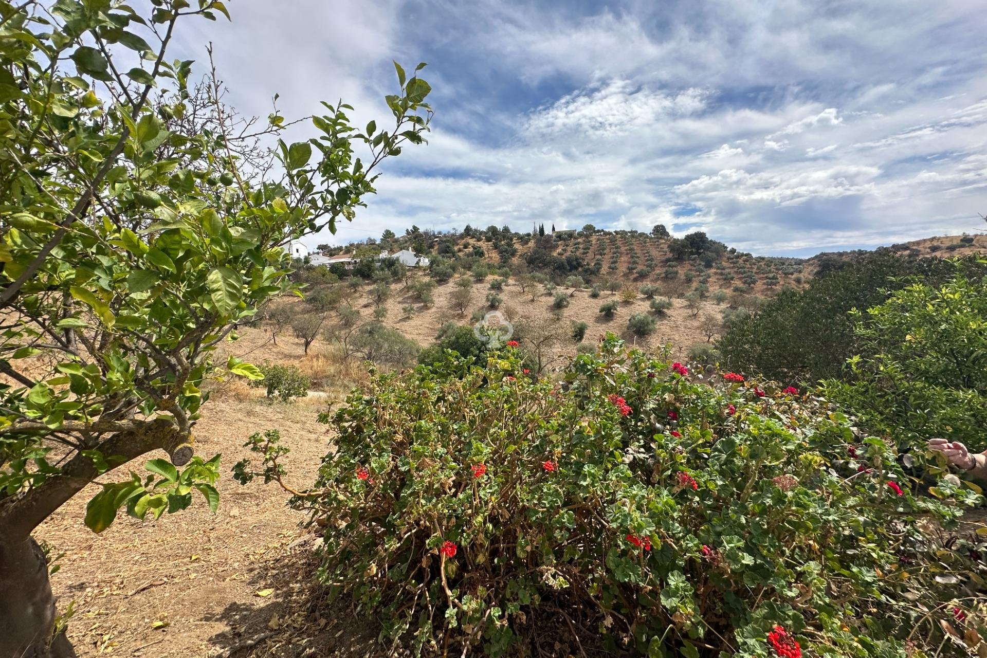 Återförsäljning - Finca rústica -
Almogia - South of spain